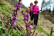 74 Dafne mezereo, anche Fior di stecco ( Daphne mezereum) 